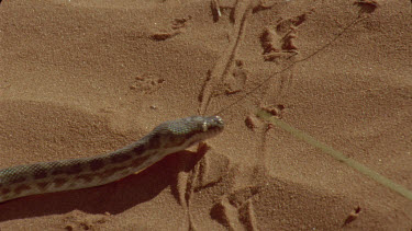python makes way across red sand