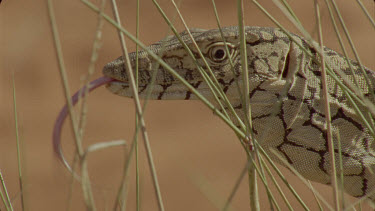 Perentie flicking tongue in spinifex