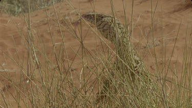 Perentie stands up holding spinifex