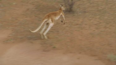 red kangaroo bounds across landscape