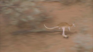 red kangaroo bounds across landscape