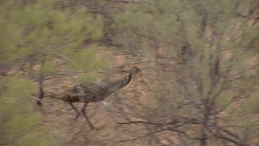emu running through scrub