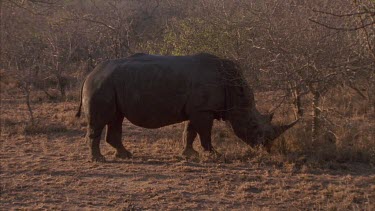 black rhino grazing