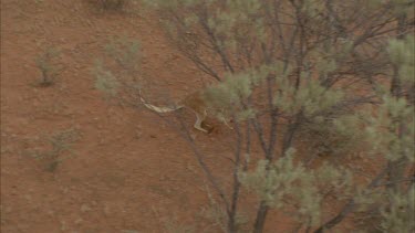 red kangaroo bounds across landscape through bush
