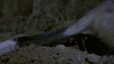 Bilby feeding