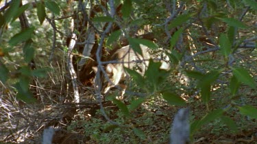 cat and prey