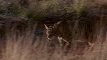 cat running In outback