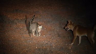 cat at night with dingo