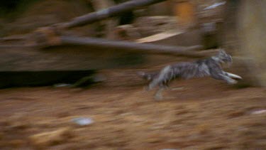 wild cat running