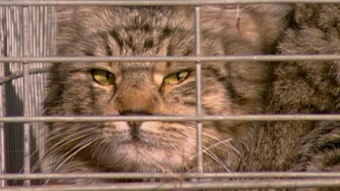wild cat caged