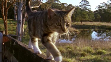 cat walking on a fence