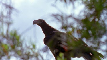 wedge tail eagle