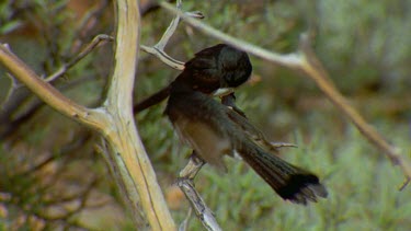 wild cat and willy wagtail