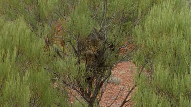 cat in a tree