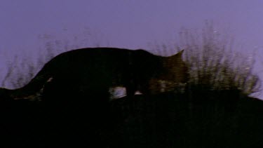 wild cat at dusk