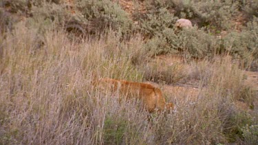 dingo in the bush