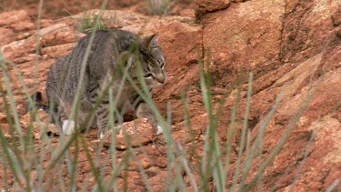 wild cat hunting