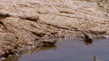 zebra finch drinking from waterhole