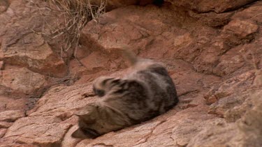 wild cat in desert