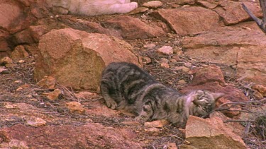 wild cats in the desert