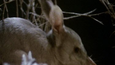 Bilby foraging for food