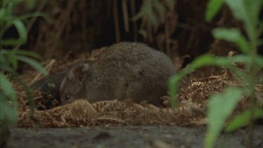 Long Footed Potoroo, also known as rat-kangaroos. Foraging, chewing.