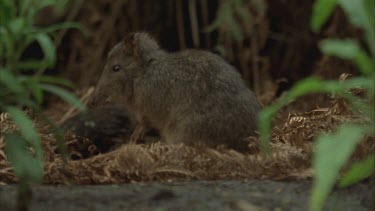 Long Footed Potoroo, also known as rat-kangaroos. Close up of foraging, chewing.