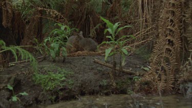 Red necked pademelon in same frame as long footed Potoroo, zoom into foraging pademelon