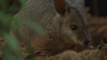 Zoom in and out, Red-necked Pademelon foraging