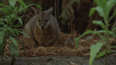 Red necked pademelon in same frame as long footed Potoroo, zoom into foraging pademelon