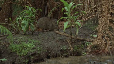 Long Footed Potoroo, also known as rat-kangaroos. Foraging, chewing.
