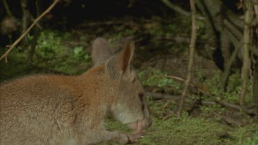 Red-necked Pademelon foraging in forest at night