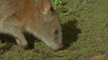 Red-necked Pademelon foraging in forest at night