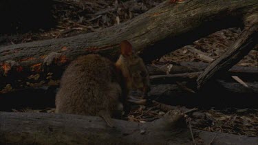 Red-necked Pademelon foraging in forest