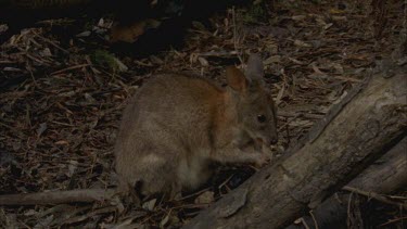 Red-necked Pademelon foraging in forest