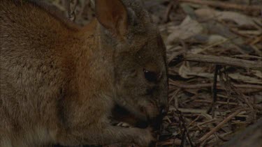 Red-necked Pademelon foraging in forest, shot ends with close up of claw.