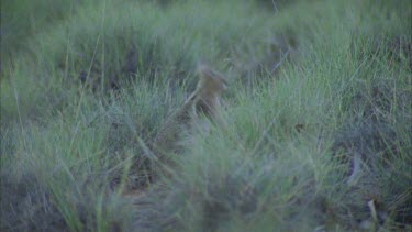 Bridle Nail Tailed Wallaby