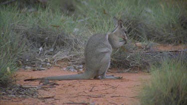Bridle Nail Tailed Wallaby licking paws groming