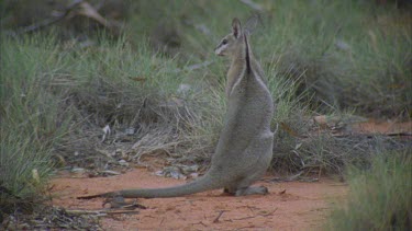 Bridle Nail Tailed Wallaby scratching groming