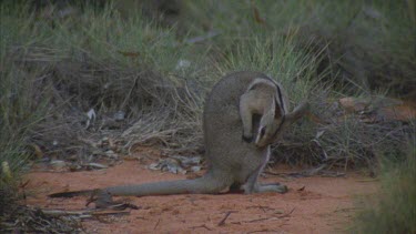 Bridle Nail Tailed Wallaby scratching groming