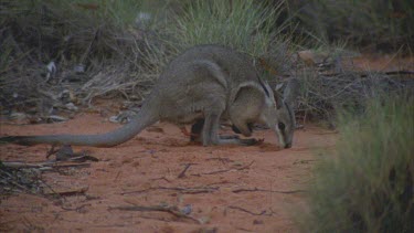 Male Bridle Nail Tailed Wallaby sniffing female erection