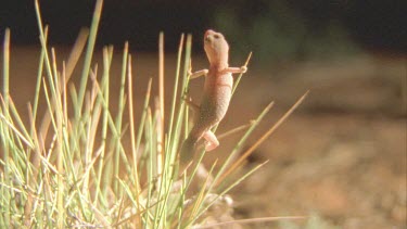 Gecko at night climbing through spinifex