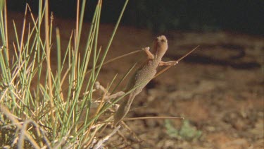 Gecko at night climbing through spinifex