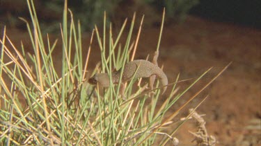 Gecko at night climbing through spinifex