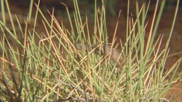 Gecko at night climbing through spinifex