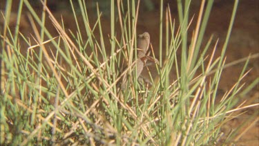 Gecko at night climbing through spinifex