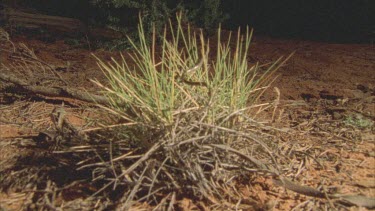 Legless Lizardclims through spinifex