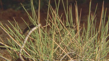 Legless Lizardclims through spinifex