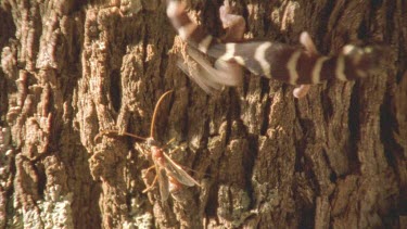 Gecko at night climbing through spinifex