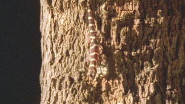 Gecko at night climbing through spinifex